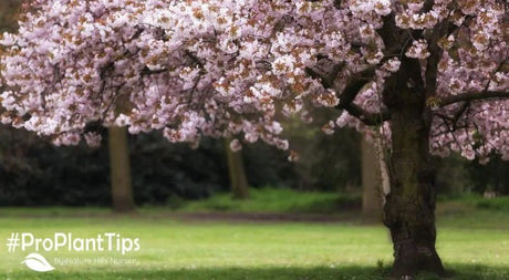 How to Plant Cherry Trees for the Best Harvest! - Nature Hills Nursery