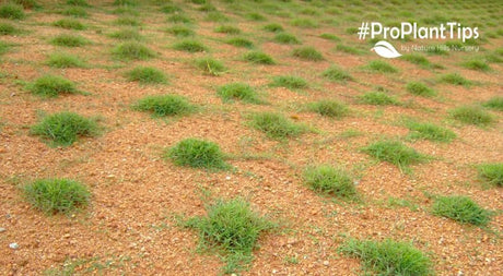 How to Plant Grass Plugs in 3 Easy Steps - Nature Hills Nursery