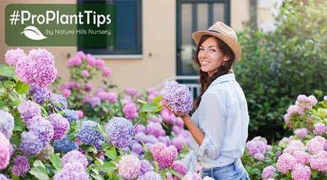 How to Plant Hydrangea Shrubs - Nature Hills Nursery