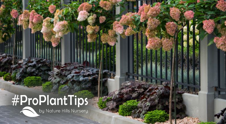 How to Prune Hydrangea Paniculata Tree Form - Nature Hills Nursery