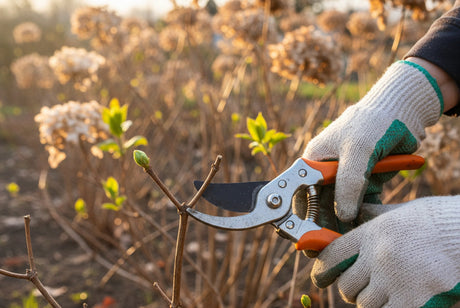 How to prune hydrangeas - gardener using bypass pruners to make a proper pruning cut on a hydrangea stem in early spring