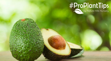 How to Take Care of Avocado Trees - Nature Hills Nursery