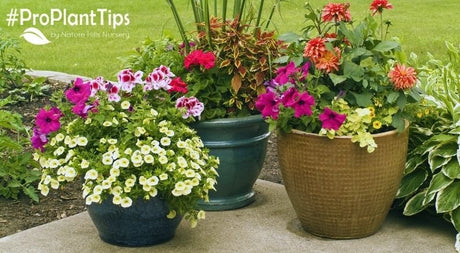 How to Tell When a Plant Needs Repotted - Nature Hills Nursery