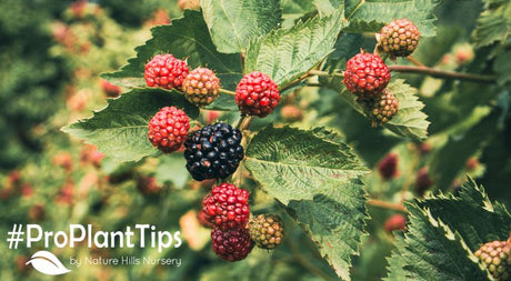 How & When To Prune Raspberry & Blackberry Bushes - Nature Hills Nursery