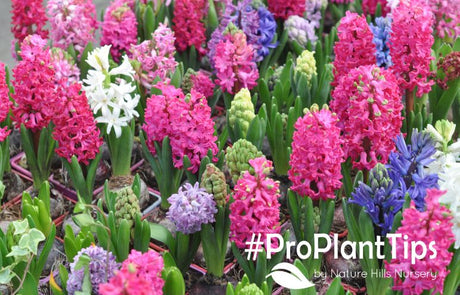 Planting and Caring For Hyacinths Indoors & Out!