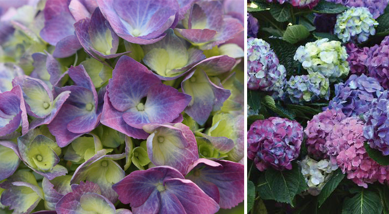 You Can Change the Color of Some Hydrangeas