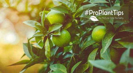 Identify & Fix Citrus Tree Leaf Yellowing & Leaf Drop - Nature Hills Nursery