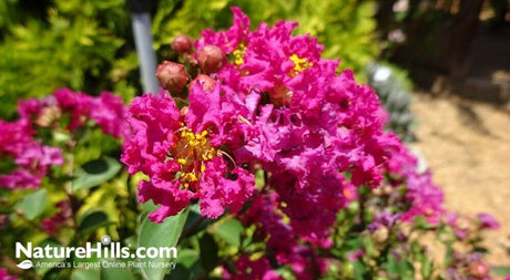 Incredible GreatMyrtles™ Cold-Hardy & Earliest Bloom - Nature Hills Nursery