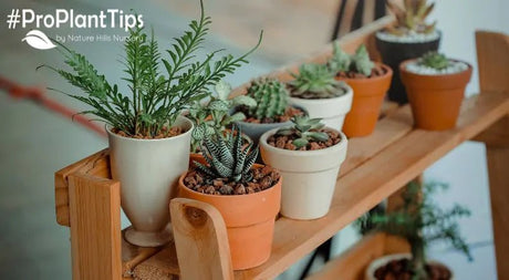 Indoor Plant Care During Winter - Nature Hills Nursery