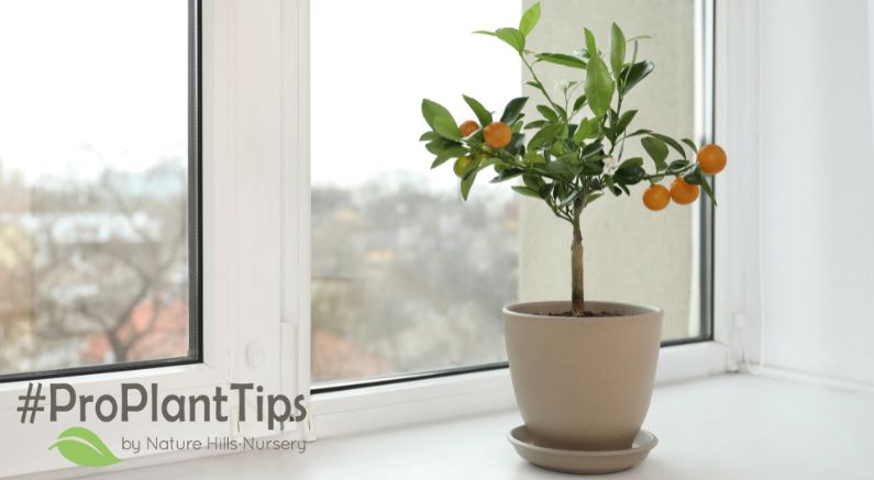 Indoor Winter Citrus Care - Nature Hills Nursery