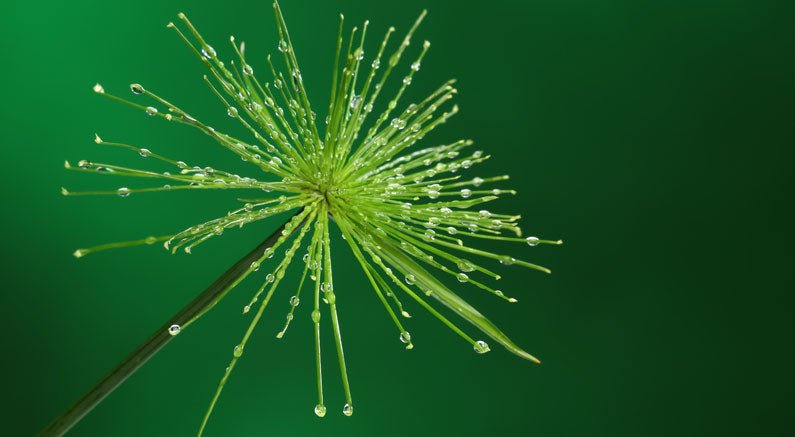 Install a Rain Garden to Improve Water Quality - Nature Hills Nursery