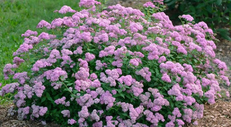 Introducing an Improved, Well-Behaved Spirea - Nature Hills Nursery