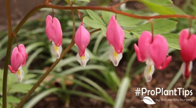Is My Bleeding Heart Dead? - Nature Hills Nursery