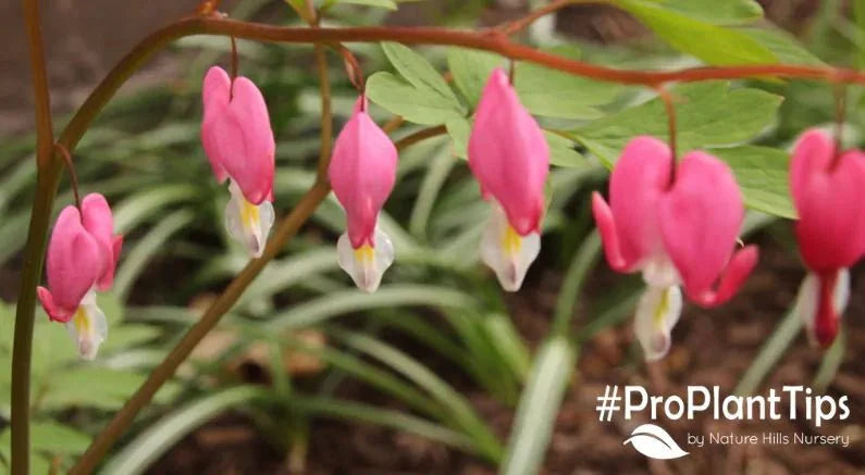 Is My Bleeding Heart Dead? - Nature Hills Nursery