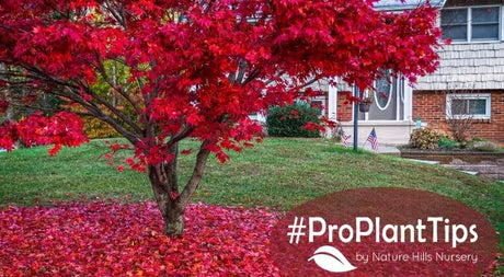 #ProPlantTips Japanese Maples: Care & Options