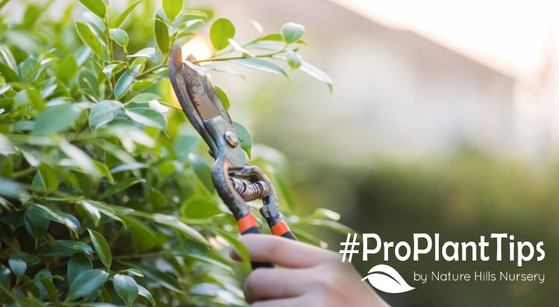 Pruning in July at Nature Hills Nursery