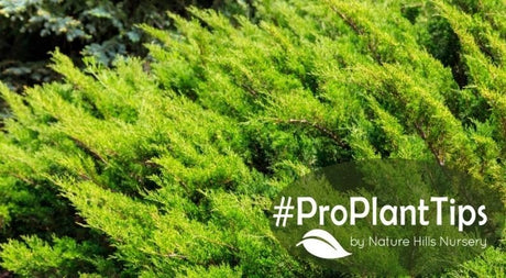 Juniper 101: Discover The Basics of Juniper Shrubs - Nature Hills Nursery