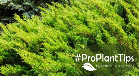 Juniper 101: Discover The Basics of Juniper Shrubs - Nature Hills Nursery