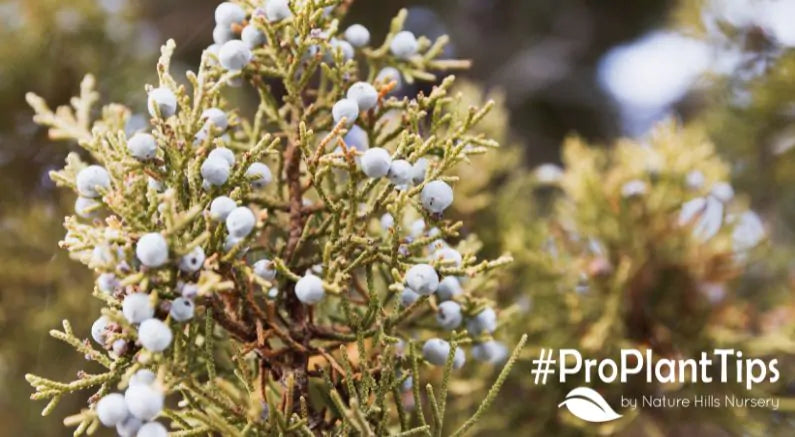 How To Identify Evergreen Trees Part 4: The Juniper Tree!