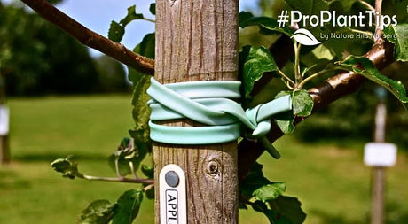 Keep Young Trees Straight and Protect From Trunk Damage - Nature Hills Nursery