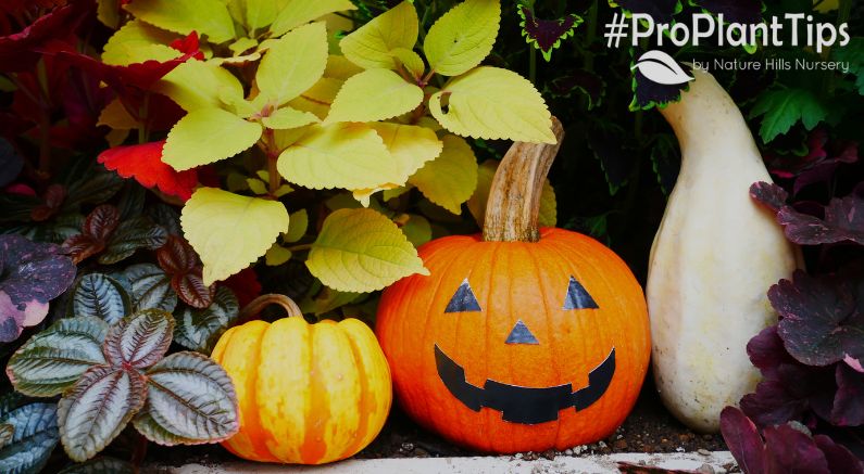 Keeping it Spooky Year-Round: Halloween Garden Ideas! - Nature Hills Nursery