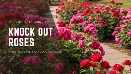 How to Care for Rose Bushes: Expert Tips and Guide