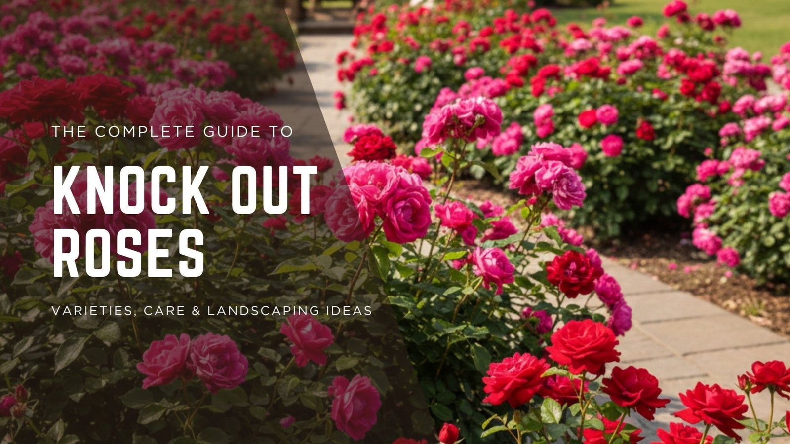 Vibrant Knock Out Rose bushes with pink and red blooms lining a garden pathway in a residential landscape