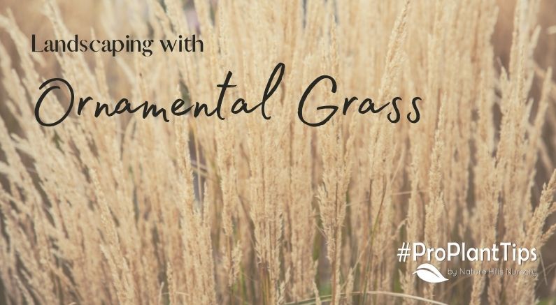 Landscaping With Ornamental Grasses - Nature Hills Nursery