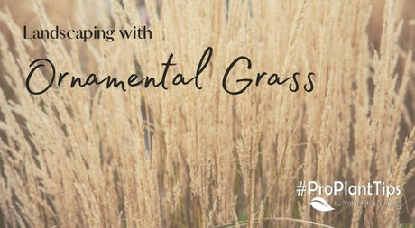 Landscaping With Ornamental Grasses - Nature Hills Nursery