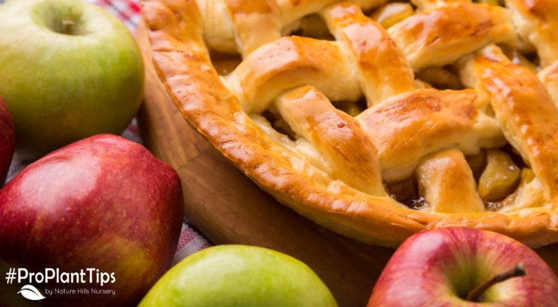 Top 5 Best Apples for Baking!