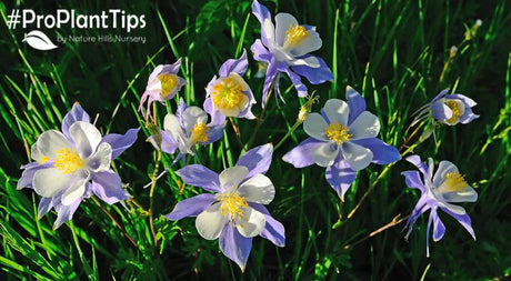 Planting and Taking Care of Columbines!