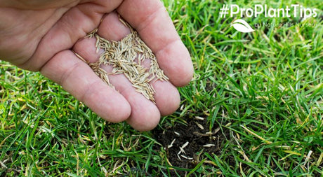 Can You Plant Grass Seed in the Fall?