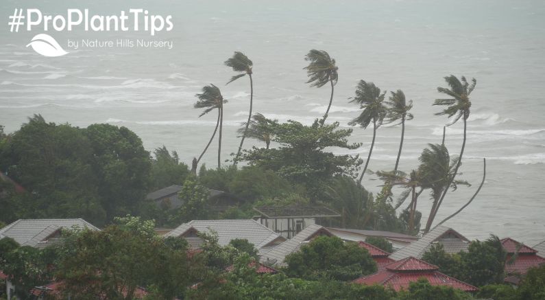 Tough Trees to Survive Hurricanes