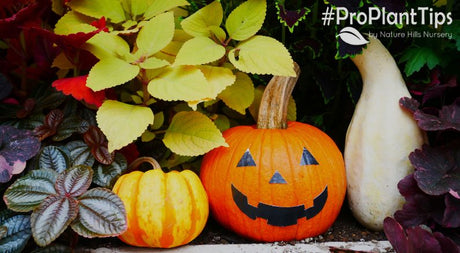 Keeping it Spooky Year-Round: Halloween Garden Ideas!