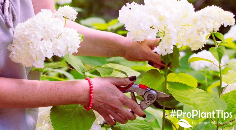 Cutting & Drying Hydrangea Flowers