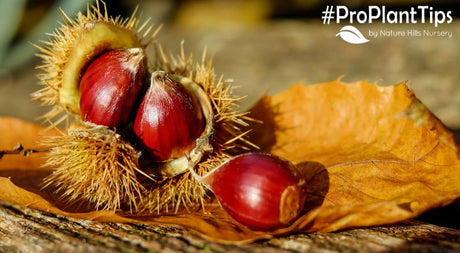 Fruit Trees to Plant for a November Harvest