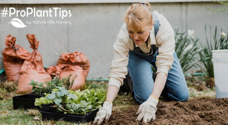 Why Soil Health Matters - The Living World Beneath Your Feet!