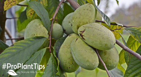 All About Pawpaw Trees & Pawpaw Care Information!