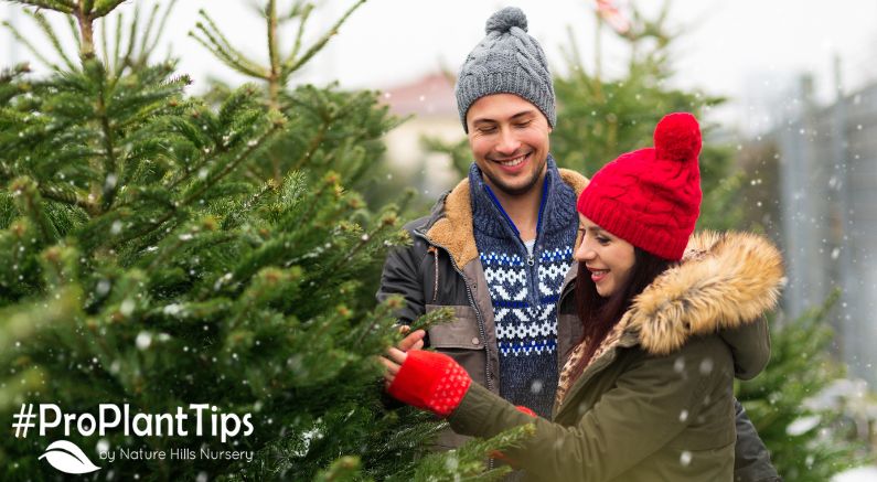 Choosing The Right Living Christmas Tree For Your Home!