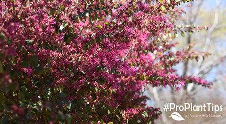 Lovely Loropetalum - Chinese Fringe Flowers at Nature Hills!