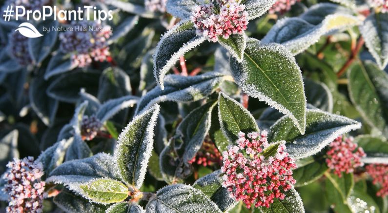 How To Protect Plants During The Winter