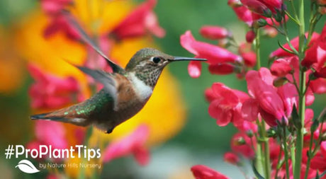 Get To Know Audubon® Native Bird-Friendly Plants