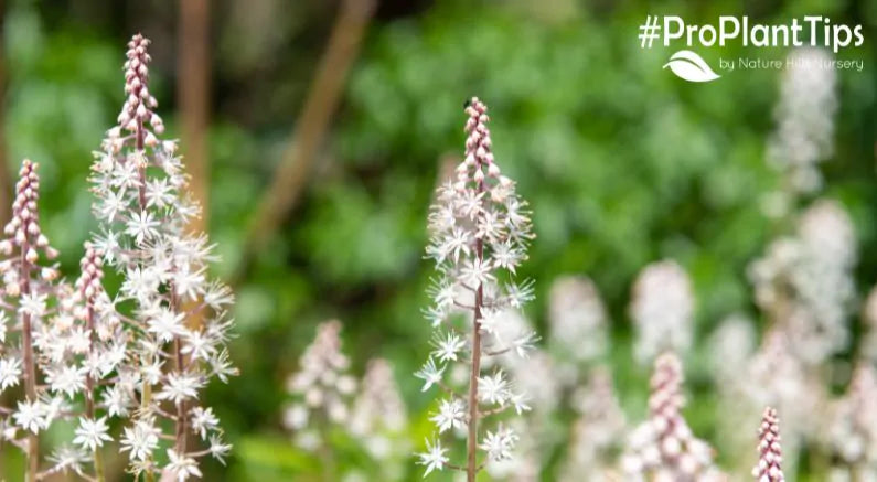 Getting To Know Tiarella - Spring Blooms Made For The Shade!