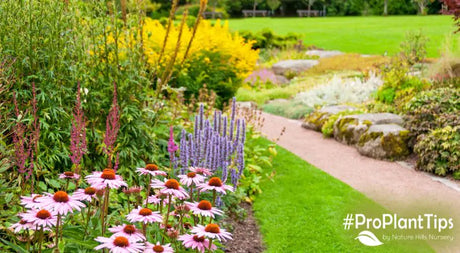 Time to Divide Spring Perennials!