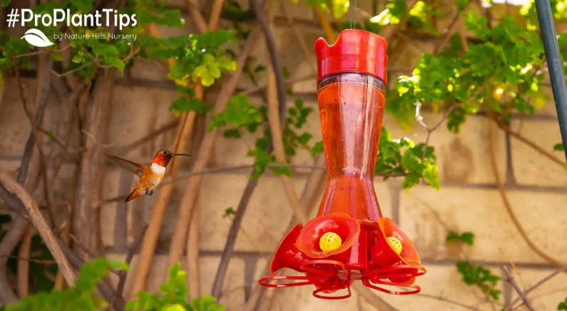 Time to Feed the Hummingbirds