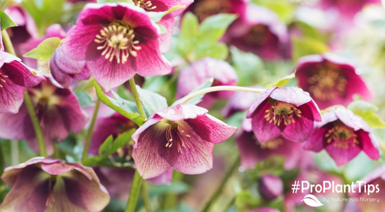 Hellebores: One of the Earliest Flowering Perennials!