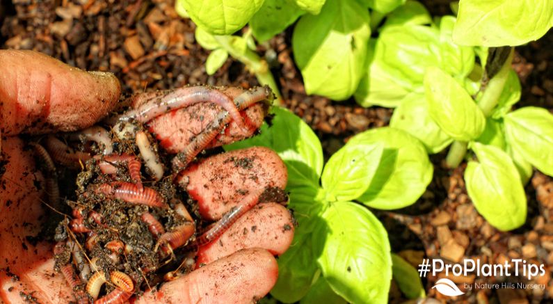 Earthworms! Good or Bad For The Environment?