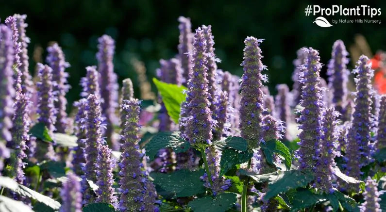 Aromatic & Useful Hyssop Plants at Nature Hills Nursery!