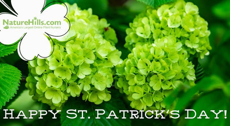 Celebrate St. Patrick's Day with Green Flowers