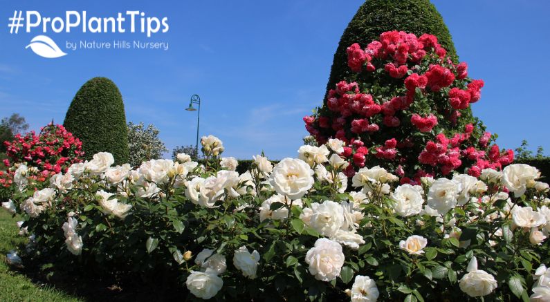 What are the Different Types of Roses?